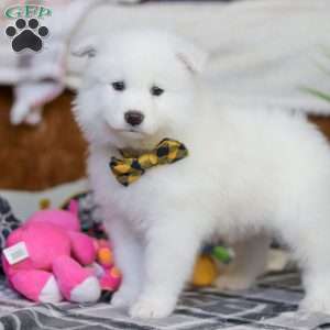 Moose, Samoyed Puppy